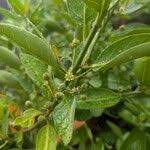 Image result for Clutia pulchella