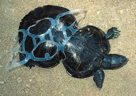 Heineken Is Replacing Its Plastic Six Pack Rings With Eco Friendly Cardboard Animals Turtle Pollution