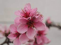 Department of agriculture plant hardiness zones 5 through 9. Peach Tree Flowers Photograph By Angie C