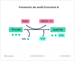 Respiración aeróbica: Proceso, etapas y ATP | StudySmarter