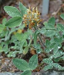 Image result for Trifolium wentzelianum