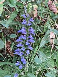 Image result for Lobelia sonderiana