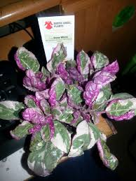 Free shipping and free returns on eligible items. New Plants New Questions Hometalk
