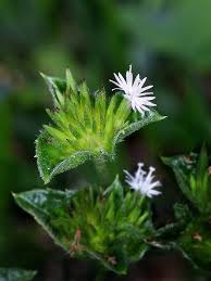 Image result for Elephantopus