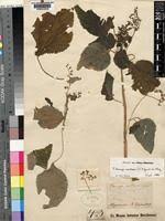 Image result for Laportea aestuans