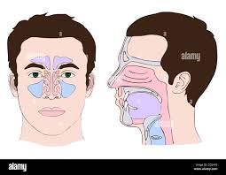 Maxilla and tongue immagini e fotografie stock ad alta risoluzione