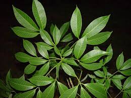 Gagasan utama atau gagasan pokok adalah ide dasar atau pokok pembahasan yang tertulis di dalam.✅ cara menemukan gagasan utama atau gagasan pokok. Pokok Getah Wikiwand