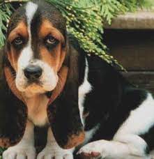 Miniature Basset Hound Puppies And Dogs Hound Puppies Miniature Basset Hound Basset Hound Puppy