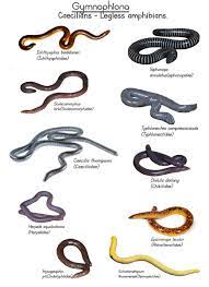 Any of various legless, burrowing amphibians of the order. ð™ð¨ð¨ð¥ð¨ð ð² ð„ð±ð©ð¥ð¨ð«ðžð« On Twitter All Ten Caecilian Families With Example Caecilians Amphibians