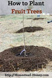 We did not find results for: How To Plant Fruit Trees