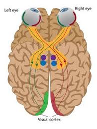 Vision Problems After Traumatic Or Acquired Brain Injury Long Island Optometric Vision Development Brain Injury Brain Injury Awareness Brain Injury Recovery