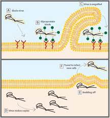 Ebola Virus How It Infects People And How Scientists Are Working To Cure It Science In The News