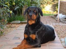 These are the best dogs!!! Rottweiler Doberman Bloodhound Knersus S Blog