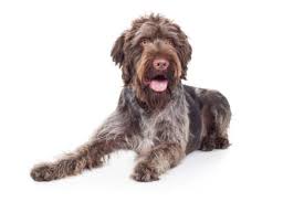 Wirehaired pointing griffon puppies for sale texas. German Wirehaired Pointers For Sale Buy Puppies For Sale Online Vip Puppies