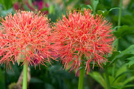 Image result for Scadoxus