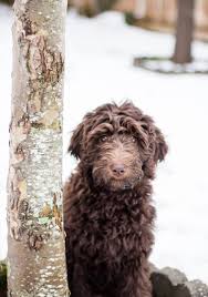 And folks who have adopted gemma's pups are in love. Brickhaven Labradoodles Labradoodle Puppies Washington State Labradoodle Puppies For Sale Australian Labradoodle Puppies