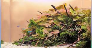 Favourites Tank By Tim Gross Finally Something Fresh The Use Of Plants In This Tank Is Unique In Words Of Tim About It Aquascape Nature Aquarium Aquarium