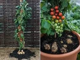 زراعة الطماطم الكرزية cherry tomatoes بطريقة الزراعة المائية والزراعة في التربة خطوة بخطوة. Ù…Ù‡Ù†Ø¯Ø³ Ø²Ø±Ø§Ø¹ÙŠ ÙÙŠ Ø§Ù„Ø±ÙŠØ§Ø¶ Ø§Ù„ÙˆØ§Ø­Ø© Ø§Ù„Ø²Ø±Ø§Ø¹ÙŠØ© On Twitter Ø§Ø¹Ø¬Ø¨Ù†ÙŠ ÙÙƒØ±ØªÙ‡ ØªØ·Ø¹ÙŠÙ… Ø§Ù„Ø·Ù…Ø§Ø·Ù… Ù…Ø¹ Ø§Ù„Ø¨Ø·Ø§Ø·Ø§1 Ù†Ø¨Ø§Øª ØªÙˆÙ… ØªØ§ØªÙˆ Ù†Ø¨Ø§Øª ÙŠØ¹Ø·ÙŠ Ø«Ù…Ø§Ø± Ø§Ù„Ø¨Ù†Ø¯ÙˆØ±Ø© ÙˆØ¯Ø±Ù†Ø§Øª Ø§Ù„Ø¨Ø·Ø§Ø·Ø§ ÙÙŠ Ø¢Ù† ÙˆØ§Ø­Ø¯ Ù†Ø¬Ø­ Ù…Ø¯ÙŠØ± Ø£Ø­Ø¯ Ø§Ù„Ø¨Ø³Ø§ØªÙŠÙ† Ø§Ù„Ø²Ø±Ø§Ø¹ÙŠØ© ÙÙ‰