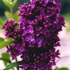 It was brought to america in the 1700s by the earliest settlers that were coming from europe, and however, the lilac bush that is often considered as the most fragrant is definitely the chinese native syringe pubescens. 1