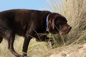 Plants are nature's air purifiers and they produce oxygen. Could Your Air Freshener Be Making Your Dog Sick Pethelpful By Fellow Animal Lovers And Experts