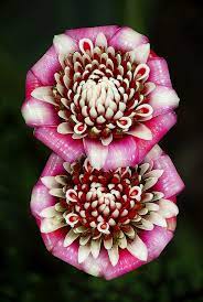 Malay Rose Etlingera Venusta Fairchild Tropical Botanic Garden Unusual Flowers Beautiful Flowers Unique Flowers