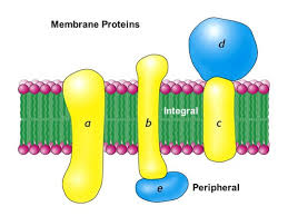 Membrane Structure And Function Flashcards Quizlet
