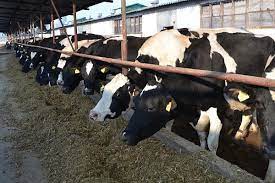 Crescătorii de bovine de carne au solicitat astăzi ministrului agriculturii, adrian oros, eliminarea comunicat apia 12 februarie 2021! SubvenÈ›ii Animale 2016 ModificÄƒrile Apia De Care CrescÄƒtorii De Bovine È™i Ovine Trebuie SÄƒ È›inÄƒ Cont