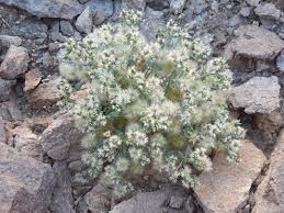 Image result for Silene abyssinica