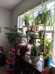 As long as the temperatures remain above freezing, this plant will thrive for you. Rate My Setup All My Babies In My North Facing Window Forgive The Droopy Basil Just Watered It Houseplants