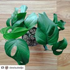 Baby Monstera Growing Up Too Fast Repost Dewisutedjo Dan Tunas Itu Akhirnya Berubah Menjadi Daun Warna Hanging Garden Plant Leaves Monstera Obliqua