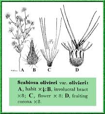 Image result for Dipsacaceae