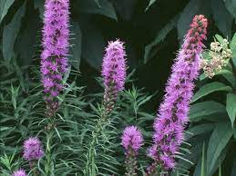 Blazing Star Liatris Spicata Kobold Hgtv Gardens Liatris Plants Blazing Star Flower