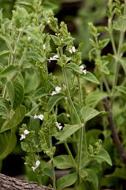 Image result for Hypoestes forskaolii