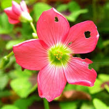 Image result for Oxalis tetraphylla