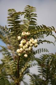 Sorbus Eastern Promise Sorbus Frank P Matthews