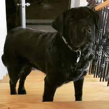Lab pei (shar pei x lab mix) temperament, training, puppies, pictures. The Shar Pei Lab Mix An Independent Yet Loving Family Dog Animalso