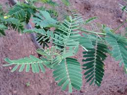 Image result for Sesbania sesban