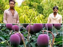 These mangoes were being cultivated in miyazaki city in the year 1984. L0xgaxcly1tifm