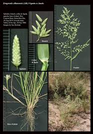 Image result for Eragrostis cilianensis