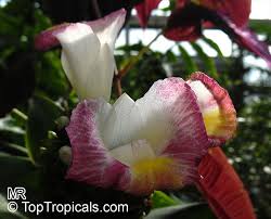 Image result for Costus afer