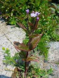 Image result for Epilobium salignum