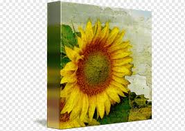 Ini merupakan novelet pertama yang saya tulis dan saya masukkan untuk buku kenangan. Kertas Gambar Mary Rucker Art Painting Cat Air Bunga Matahari Bunga Matahari Biji Bunga Matahari Lukisan Dinding Png Pngwing