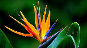 Bird Of Paradise Flower Meaning In Tamil Bird Of Paradise Flower Meaning Symbolism And Colors