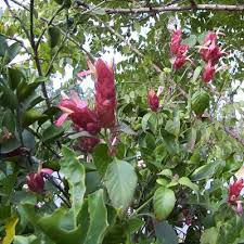 Image result for Justicia phyllostachys