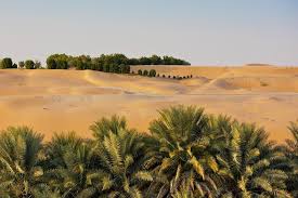 The dune is popular for organised drag races competitions. Moreeb Dune Sunset Safari Liwa Safari With Live Bbq Dinner Provided By Arooha Tours Dubai Emirate Of Dubai Tripadvisor