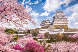 Ini dia 10 tempat terbaik melihat bunga sakura di tokyo, jepang (2020) 5 min read. Dear Ahok Ini 7 Tempat Terbaik Untuk Menikmati Sakura Di Jepang Kumparan Com