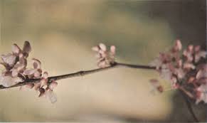 Image result for Sphaeranthus chandleri