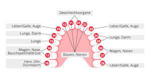 Zahne Beeinflussen Organe Zahn Organ Beziehung Im Uberblick