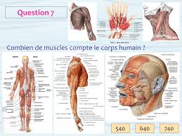 Il héberge environ 1000 espèces de bactéries différentes. Les Chiffres Du Corps Humain Ppt Video Online Telecharger