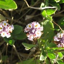 Image result for Phyla nodiflora